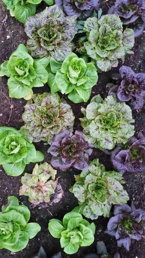 Mini Romaine Lettuce Heads