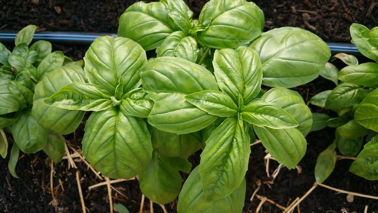 Basil