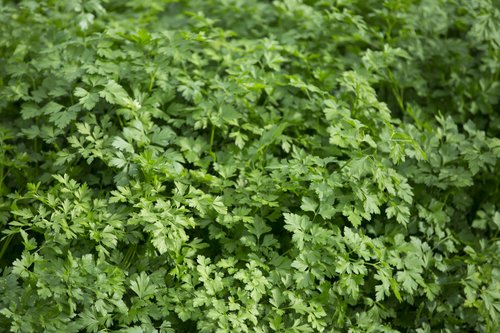 Flat Leaf Parsley
