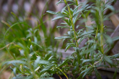 Rosemary