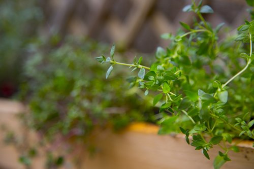 Thyme