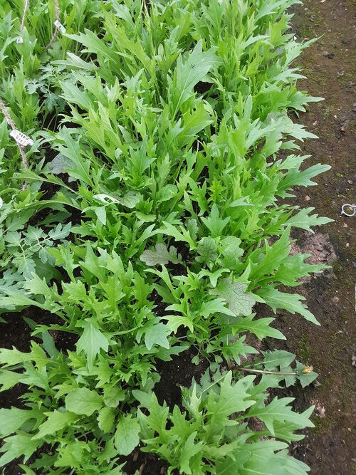 Asian Greens