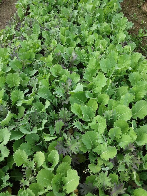 Baby Kale