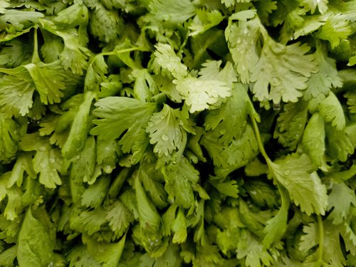 Cilantro