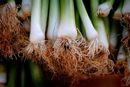 Green Onions/Scallions
